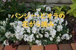 パンジー、ビオラの花がら摘みはどうやるの？どのくらいやるの？