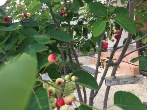 ジューンベリーの実